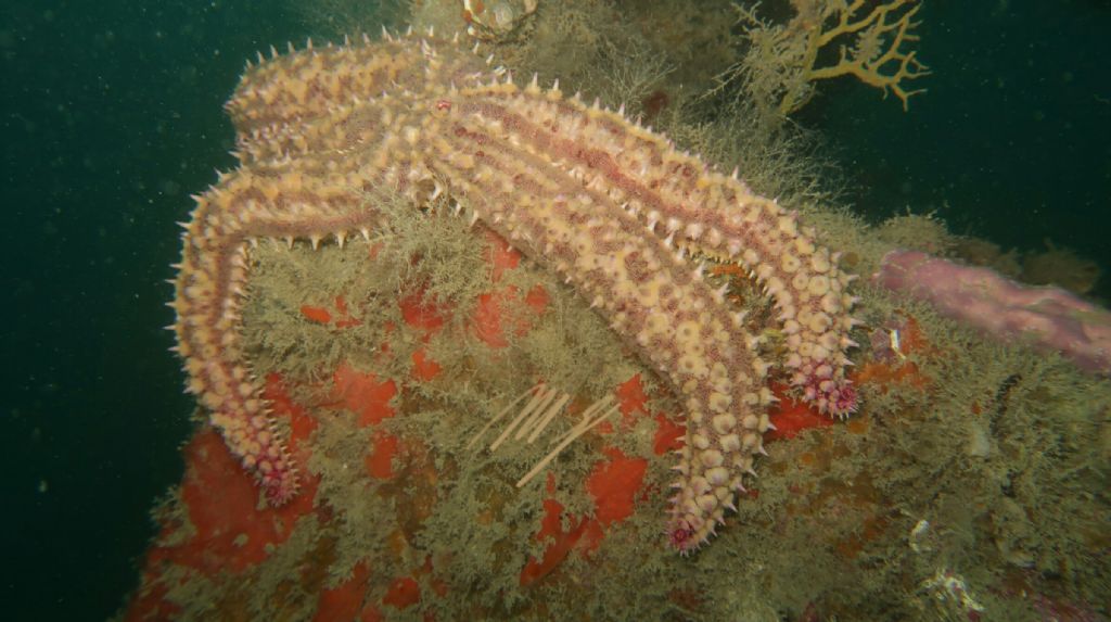 Marthasterias glacialis (Linnaeus, 1758)